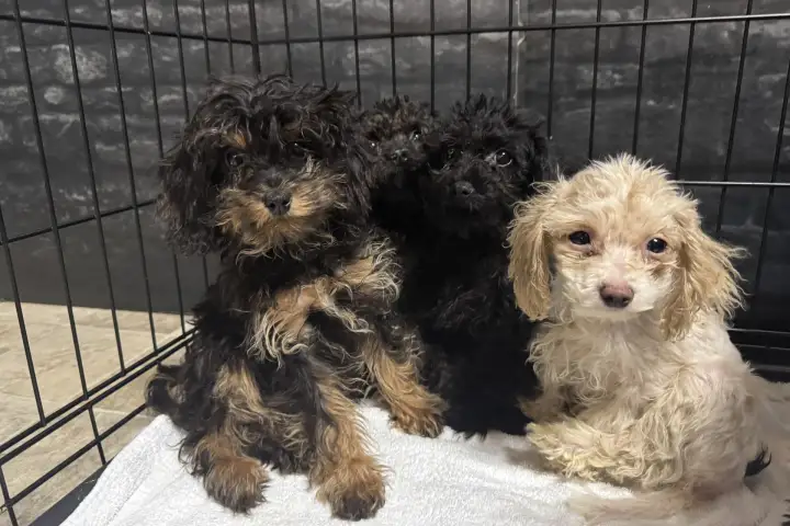 Nearly 100 dogs rescued from a home in Fort McMurray WTX News 48f6c90b 1f72 456c 99a8 16ee7bce7c90