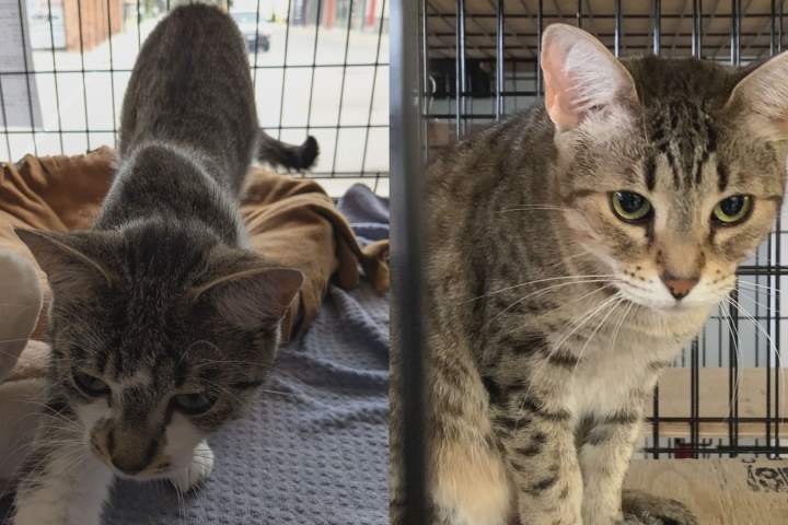 London-area animal rescue burdened with £200,000 bill after cat seizure WTX News animal rescue cats