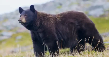 LIVE German 2025 Election WTX News black bear incident washington state