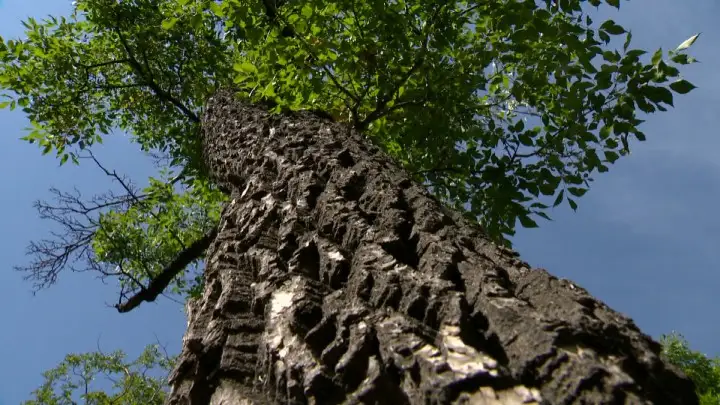 Saskatoon identifies new cases of Dutch elm disease and plans tree removal WTX News ded e1437568146913