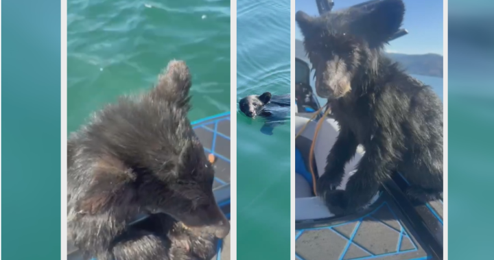 Metro - You’re nicked WTX News 1790042415 web still 5P KEL RESCUED BEAR CUB OM021DOG