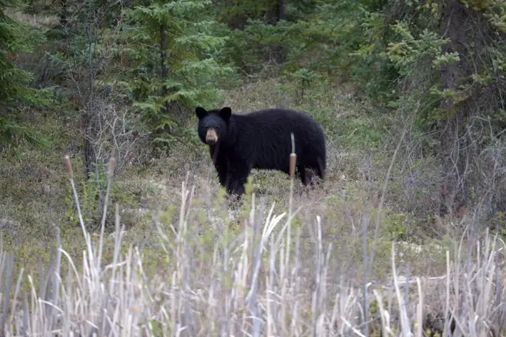 Woman airlifted to hospital following bear attack near Whistler, B.C. WTX News 20241123181148 20241123181128 c07111b62b3d77276bc105f17f8d562ebff12c45f8419012ea34dc0a2567f225