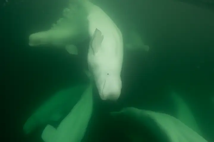 Conservation and education initiatives for polar bears and belugas in Churchill, Man. WTX News Kieran McIver 1299410