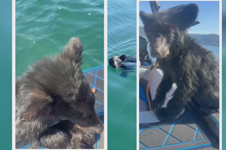 Bear cub rescued from Okanagan Lake confronts uncertain future WTX News web still 5P KEL RESCUED BEAR CUB OM021DOG