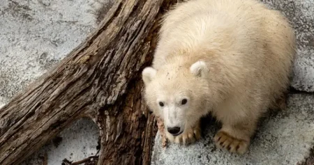 1791486027 polar bear cub winnipeg 2