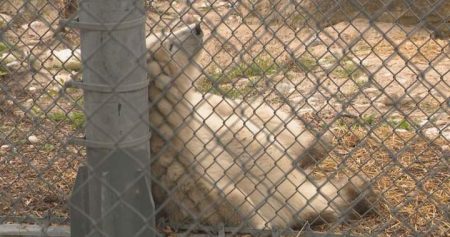 Tuesday’s news briefing - Chris Kaba cop acquitted, Lidia Thorpe and Employment Rights Bill WTX News 1792112412 winnipeg polar bear cub
