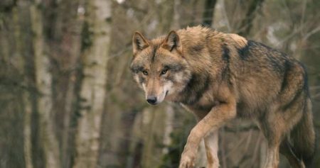 1792774823 wolf attack saskatchewan