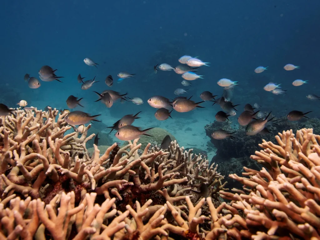 Almost all shallow-water coral reefs face extinction risk, warns IUCN report