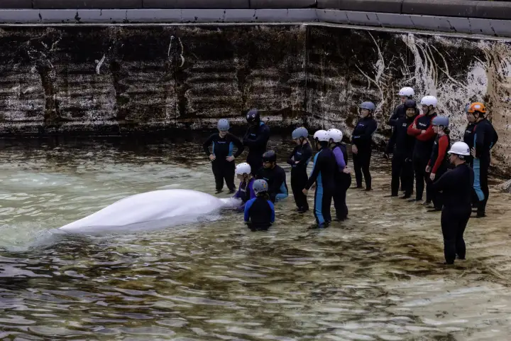 Another whale from Marineland dies at Shedd Aquarium in Chicago WTX News beluga transfer e1791586464994