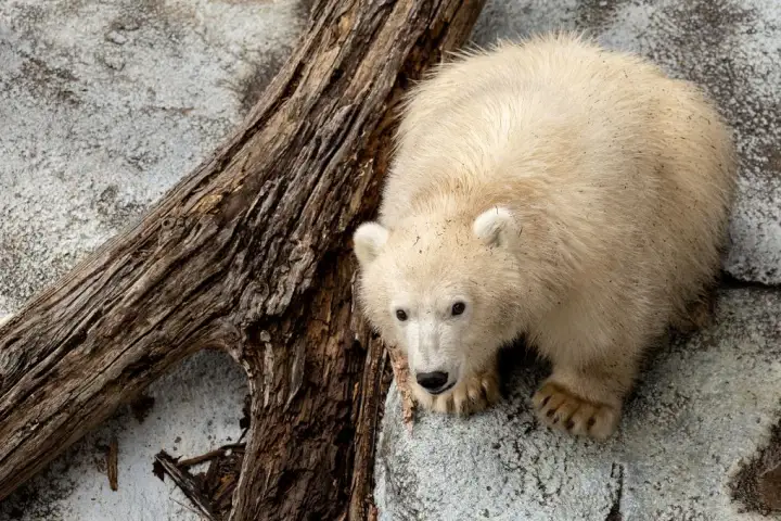 Polar bear cub at Winnipeg zoo ready for visitors as naming poll opens WTX News polar bear cub winnipeg 2