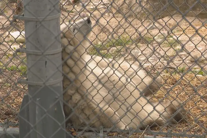 Winnipeg zoo announces new name for polar bear cub after record votes WTX News winnipeg polar bear cub