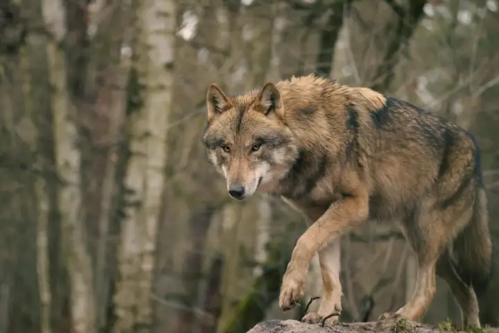 wolf attack saskatchewan